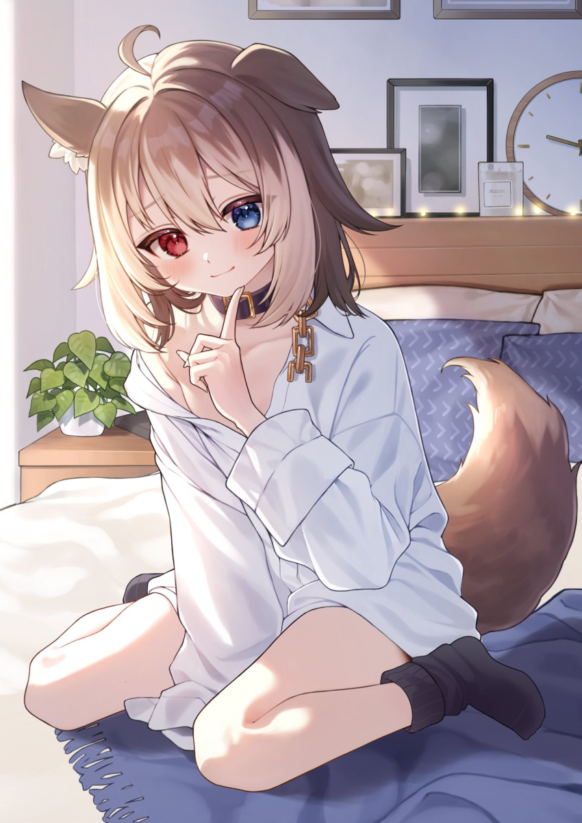 1girl animal_collar animal_ear_fluff animal_ears bed black_socks blue_eyes brown_hair clock collar dog_ears dog_girl dog_tail ear_down full_body hasuki_rui heterochromia highres indie_virtual_youtuber long_sleeves looking_at_viewer medium_hair off_shoulder on_bed oversized_clothes oversized_shirt partially_unbuttoned picture_frame pillow plant potted_plant red_eyes shirt sleeves_past_fingers sleeves_past_wrists socks tail toramaru_(toramal9831) virtual_youtuber wall_clock white_shirt