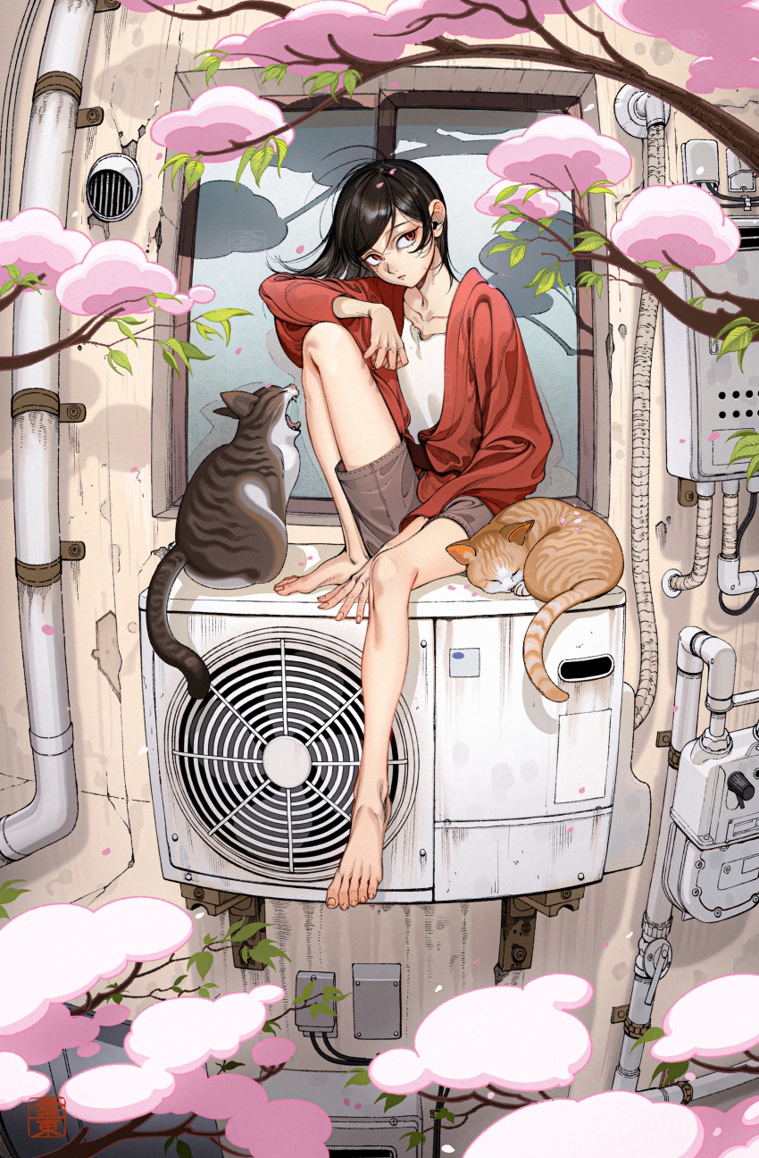 1boy absurdres air_conditioner androgynous between_legs black_hair cat cherry_blossoms collarbone full_body grey_shorts hand_between_legs hand_on_own_knee highres knee_up konpeitou_(pixiv37354724) long_hair looking_at_viewer male_focus original outdoors red_eyes red_sweater shirt shorts sitting solo sweater watermark white_shirt window windowsill wire