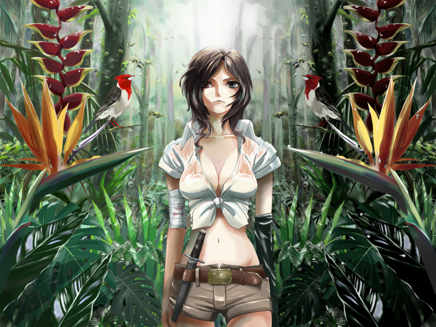 bandage belt bird bird_of_paradise breasts cleavage forest front-tie_top haya-g heterochromia jungle knife meiko midriff nature navel outdoors shorts solo tied_shirt vocaloid weapon white_shirt