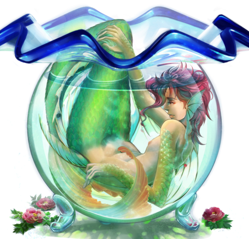 1boy fishbowl head_fins highres jojo_no_kimyou_na_bouken kakyouin_noriaki koziraizu mermaid monster_boy monster_girl pink_hair solo underwater