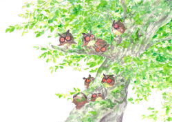 hoothoot from nintendo by no. 017