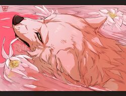 kiba fan art