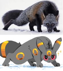 umbreon from pokemon