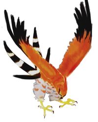 talonflame from pokemon
