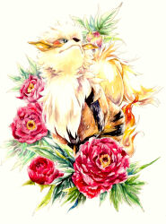 arcanine from pokemon