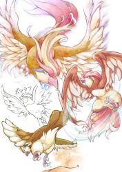 pidgeot from pokemon
