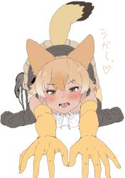 coyote (kemono friends) from kemono friends