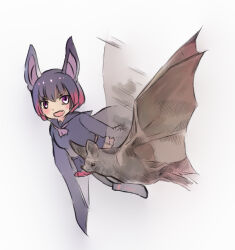 common vampire bat (kemono friends) from kemono friends