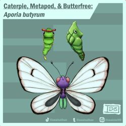 butterfree from pokemon