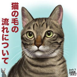 surprised cat (matataku) from original by matataku