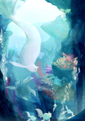 clamperl from pokemon
