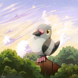pidove from pokemon