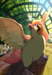 pidgeot from pokemon