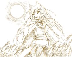 holo from spice and wolf