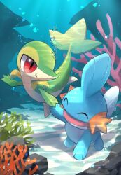 mudkip from pokemon