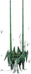 jagd mirage from five star stories