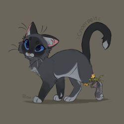 cinderpelt from the prophecies begin