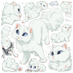 cloudtail from warrior cats