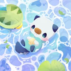 lotad from pokemon