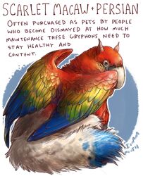 scarlet macaw from original