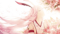 yae sakura from honkai (series)