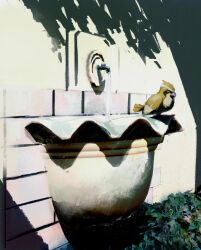 pidgey from pokemon