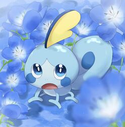 sobble from pokemon