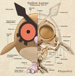 hoothoot from pokemon