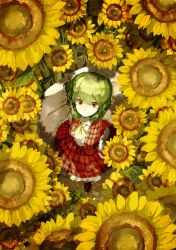 kazami yuuka from touhou
