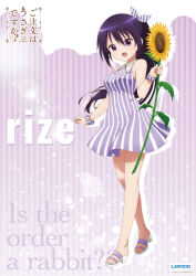 tedeza rize from gochuumon wa usagi desu ka?
