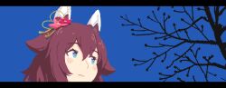 sakura chiyono o (umamusume) from umamusume