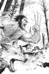 wolverine (x-men) from marvel