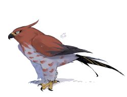 talonflame from pokemon