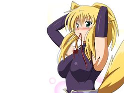 yukikaze panettone from dog days