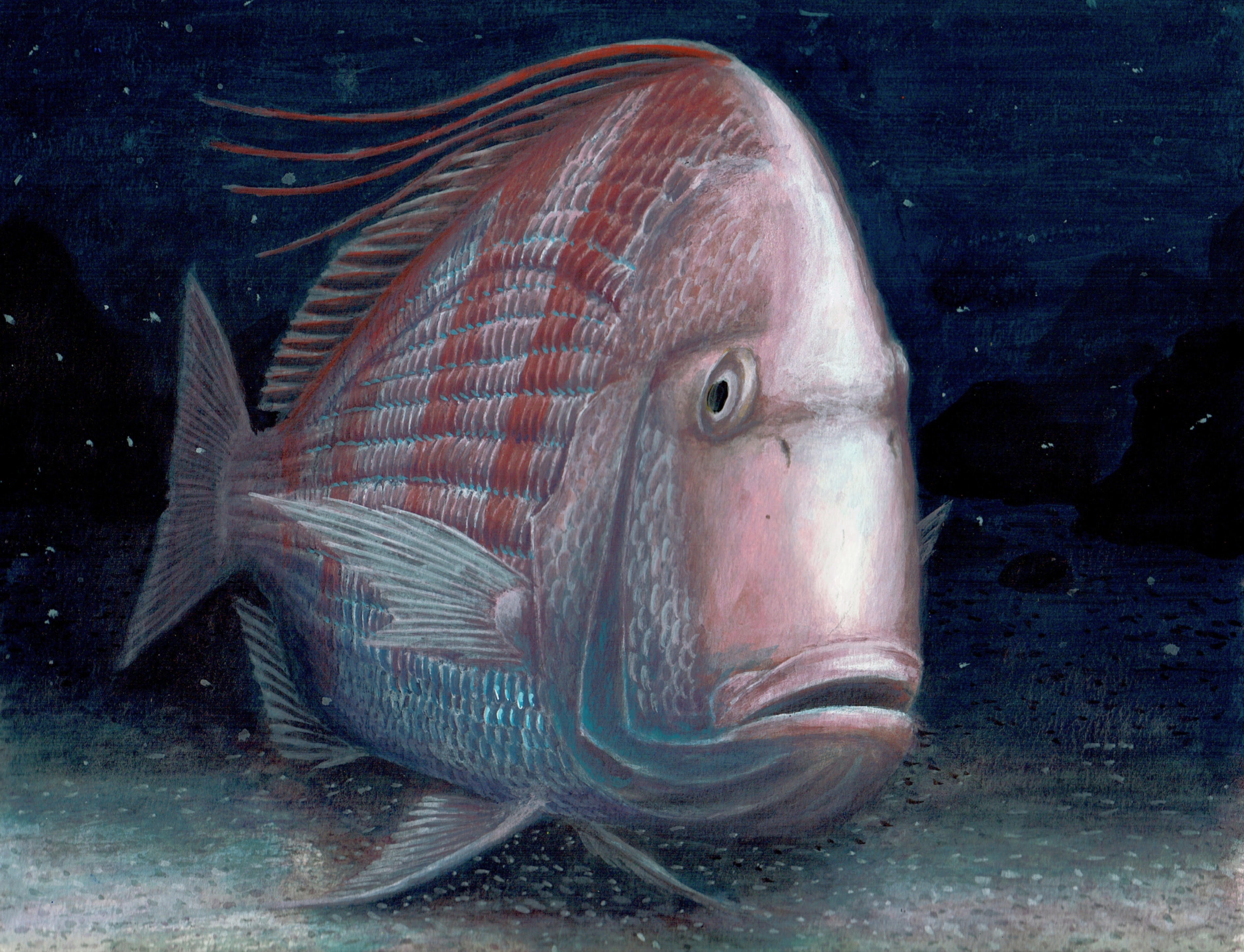 absurdres animal animal_focus commentary_request fish highres marine ...