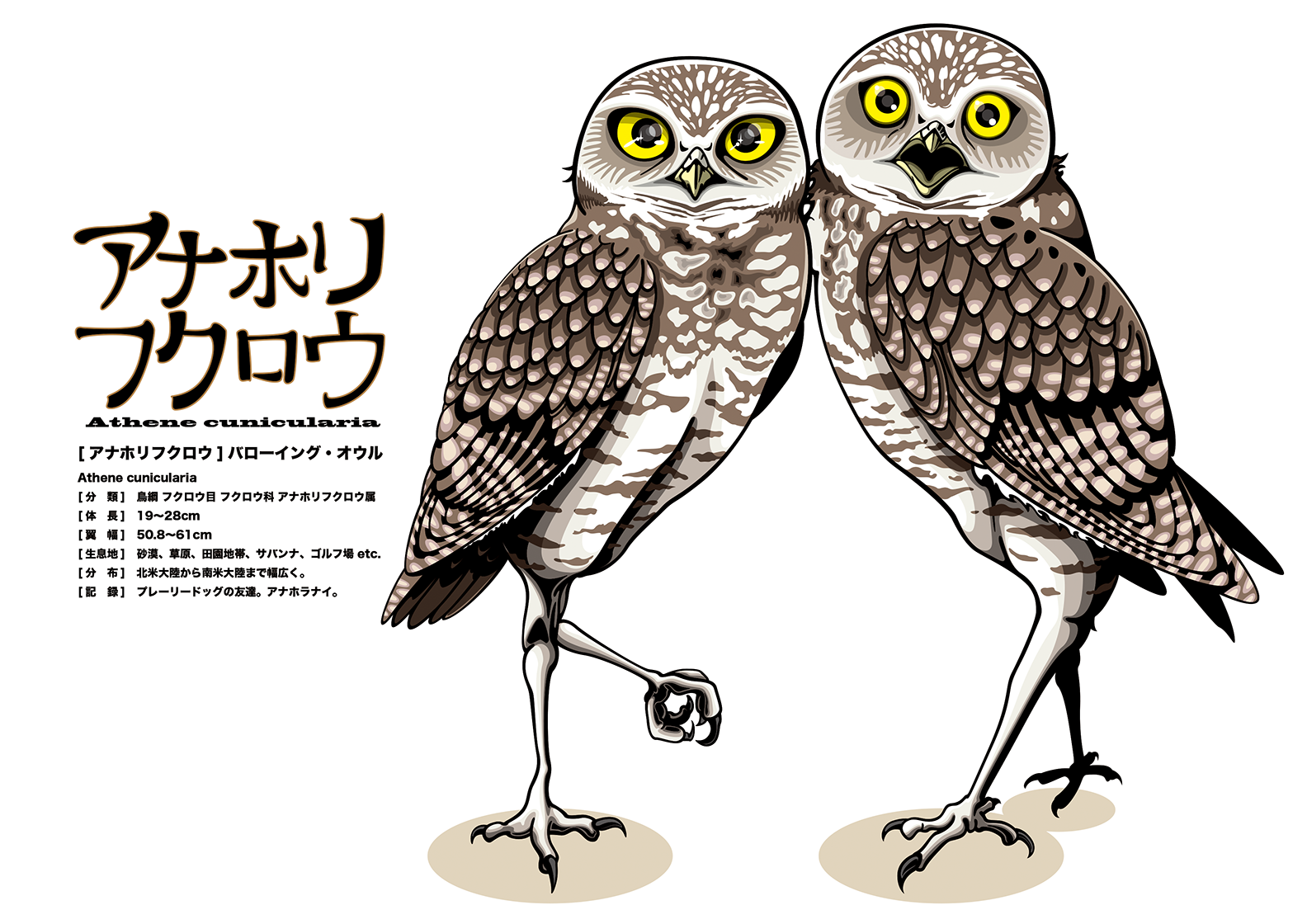 animal_focus bird burrowing_owl commentary_request no_humans norufe ...