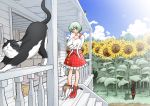  1girl animal_ears animal_hug blue_sky cat cat_ears closed_eyes clouds field flower flower_field fuuzasa green_hair kaenbyou_rin kaenbyou_rin_(cat) kazami_yuuka multiple_tails nekomata red_shoes shirt shoes skirt skirt_set sky solo sunflower tail too_many_cats touhou vest 