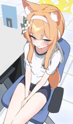  1girl absurdres animal_ear_fluff animal_ears blue_archive blue_eyes blush chair flower gym_uniform hair_flower hair_ornament hairband halo hands_on_lap highres long_hair mari_(blue_archive) mari_(track)_(blue_archive) office_chair official_alternate_costume orange_hair shirt short_sleeves shorts sitting solo swivel_chair urashima_jiro white_flower white_hairband yellow_halo 
