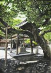  east_asian_architecture moss no_humans original realistic ryota884 scenery shide shinto shrine stone_lantern tree 