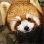  animal brown_eyes close-up fur grass leaf looking_at_viewer no_humans nose photorealistic red_panda solo usatan_(artist) whiskers 