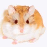  animal close-up feet hamster looking_at_viewer no_humans nose photorealistic red_eyes simple_background solo tail usatan_(artist) whiskers white_background 