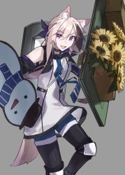  1girl :d absurdres animal_ear_fluff animal_ears arknights black_pantyhose blue_necktie blue_shorts brown_streaks cardigan_(arknights) commentary dog_ears dog_girl dog_tail dress dual_wielding english_commentary feet_out_of_frame flower genieko grey_background hair_between_eyes highres hinge holding holding_shield infection_monitor_(arknights) knee_pads looking_at_viewer multicolored_hair necktie open_mouth pantyhose pantyhose_under_shorts pink_hair shield shield_on_back shorts shorts_under_dress simple_background smile snowman solo streaked_hair sunflower tail violet_eyes white_dress 