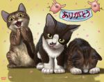  banner cat cherry_blossoms kitten looking_at_viewer matataku monita_(matataku) no_humans petals pig translation_request 