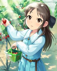  1girl basket belt black_hair black_ribbon blue_dress brown_eyes dress flat_chest food fruit greenhouse hair_ribbon harvesting holding holding_fruit idolmaster idolmaster_cinderella_girls jpeg_artifacts leaf long_hair looking_at_viewer official_art plant ribbon shopping_basket solo strawberry tachibana_arisu 