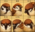  bird chart eurasian_tree_sparrow hscatter no_humans sparrow translation_request 
