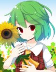  1girl ascot beni_shake checkered_vest flower green_hair kazami_yuuka red_eyes short_hair solo sunflower touhou 