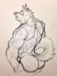  1boy animal_ears animal_tail ass character from_behind kemono kemonobito leakage_summer looking_at_viewer muscle simple_background sketch stan wolf 