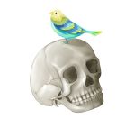  animal_on_head bird bird_on_head enushi_(3_7_1) no_humans original simple_background skull white_background 
