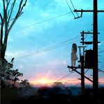  kuma_panda on_top_of_pole power_lines scenery sky sunset telephone_pole 