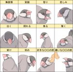  bird cheek_poke expressions ma_(2ql) original poking 